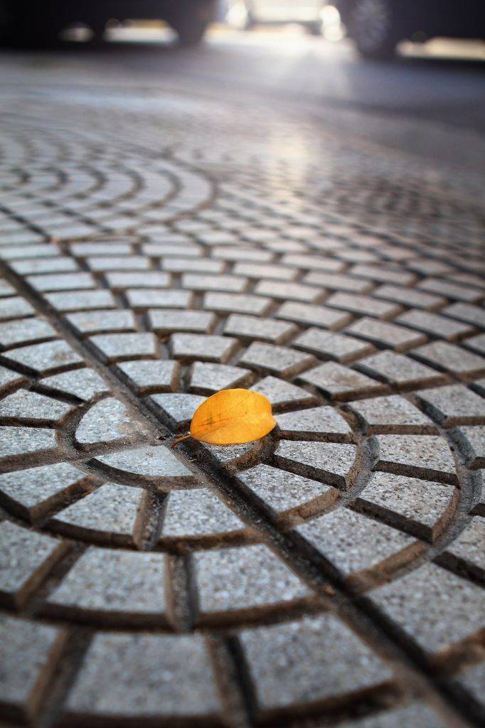 ficus leaf on paving slabs in the city center